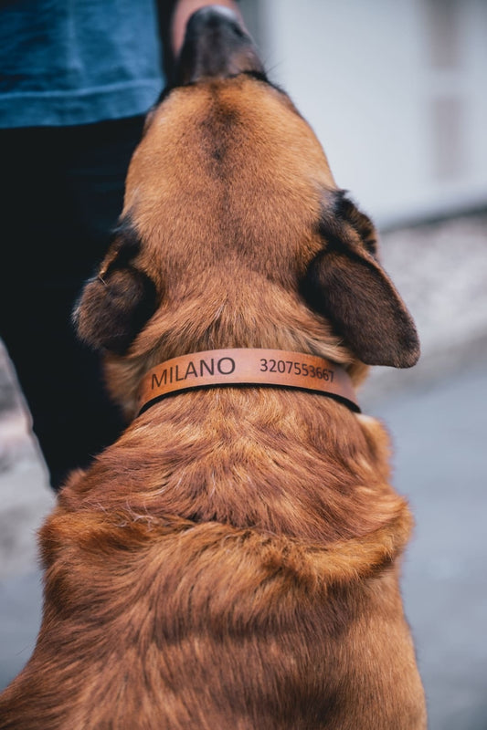 Collar y correa de cuero para perro con nombre
