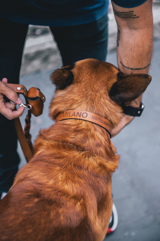 Perro con collar de cuero rústico miel grabado con MILANO y un número de celular, y el dueño con la correa en la mano